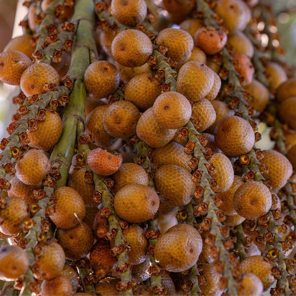 Buriti Oil