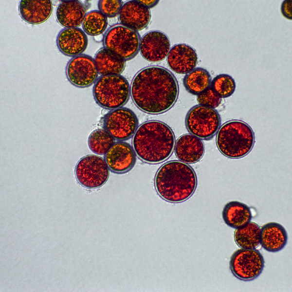Astaxanthin Extract