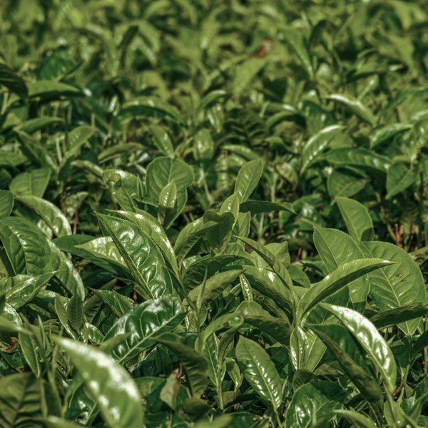 Green Tea Extract