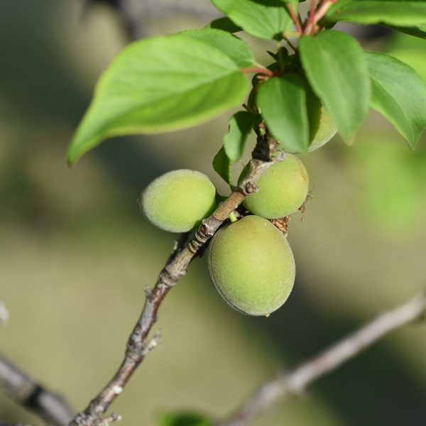 Kakadu Plum 