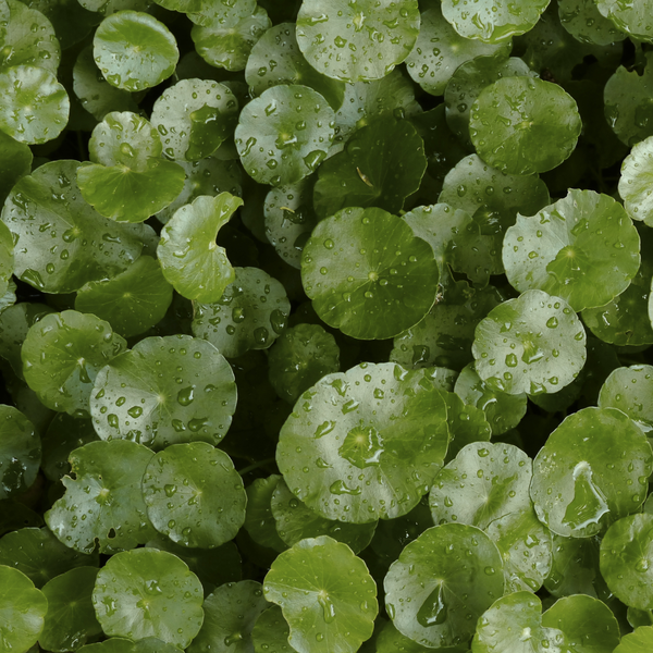 Centella Asiatica