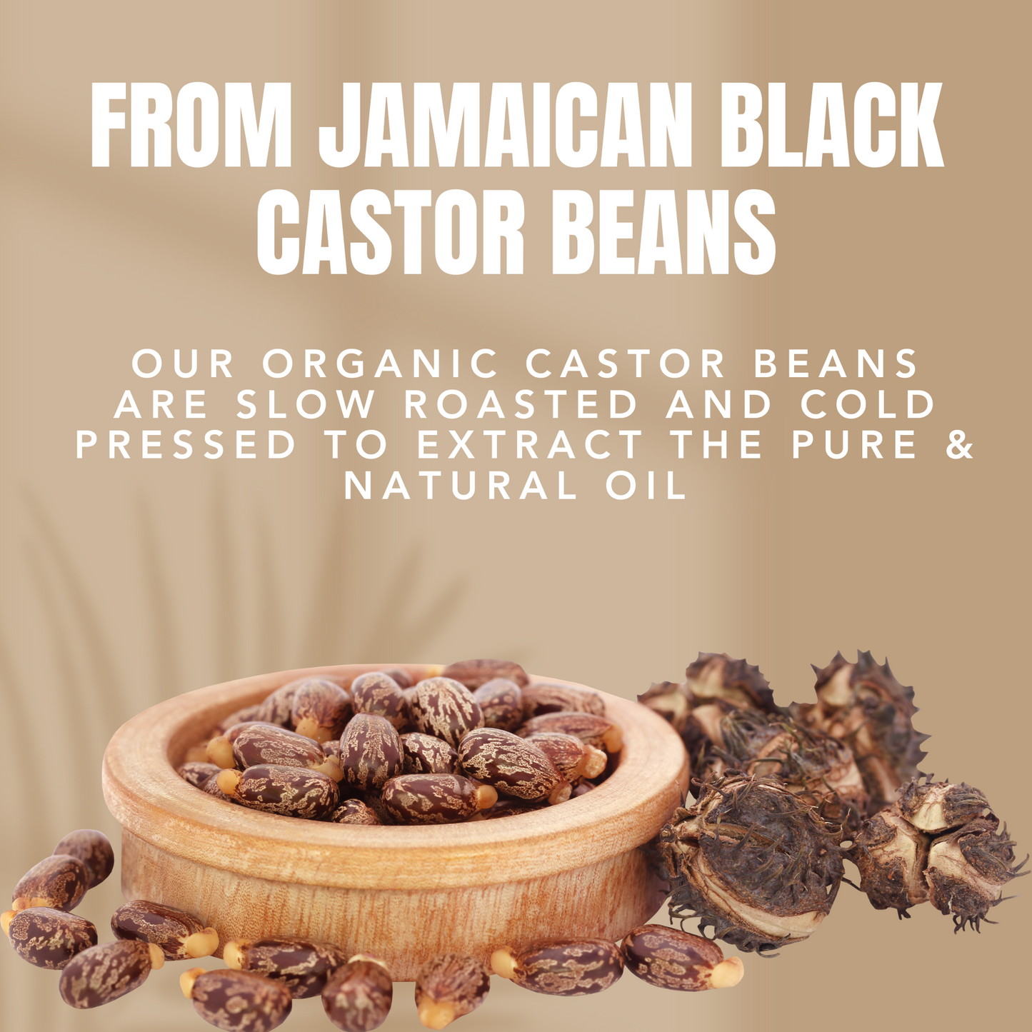 Jamaican Black Castor (Organic)