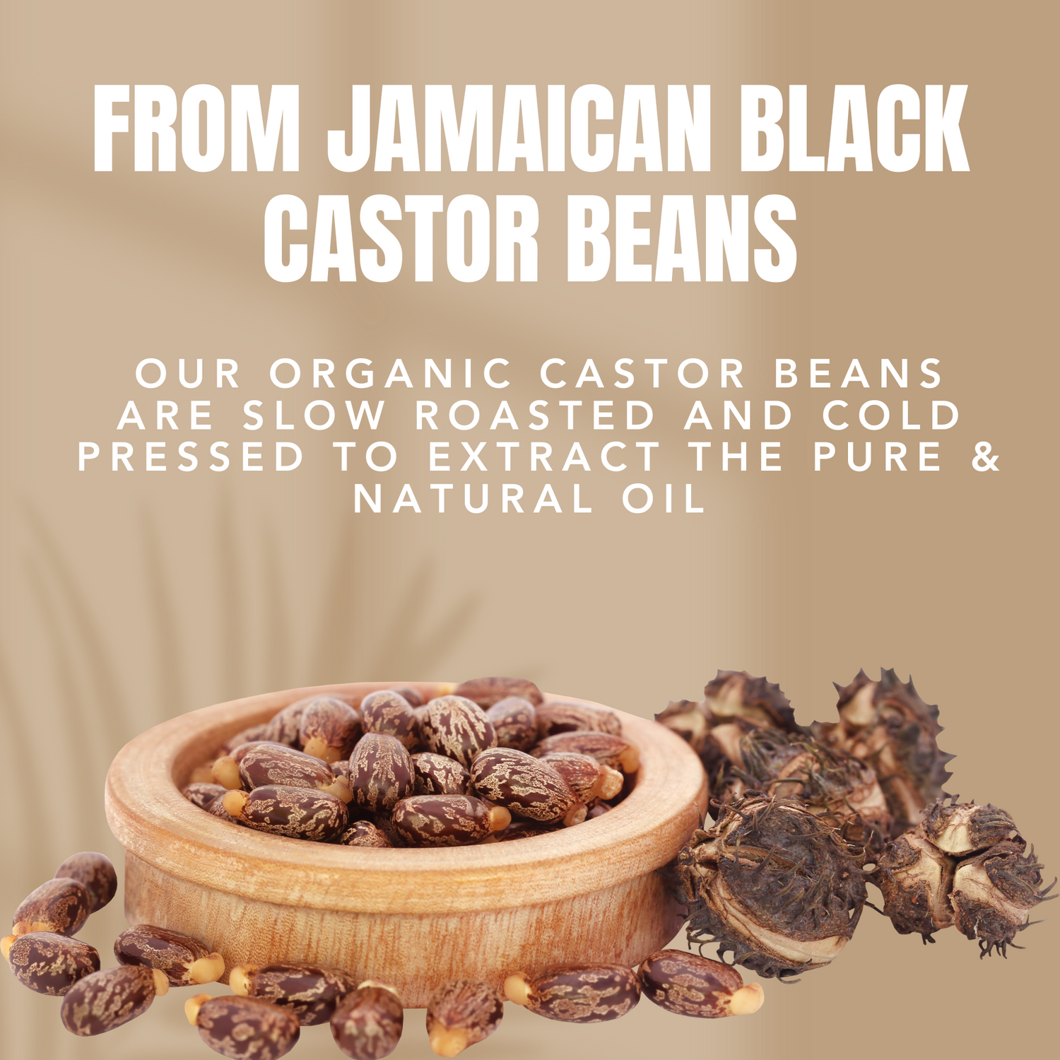 Jamaican Black Castor