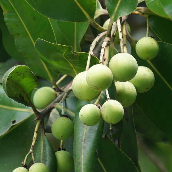 Tamanu Extract