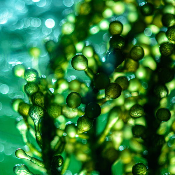 Blue Algae 