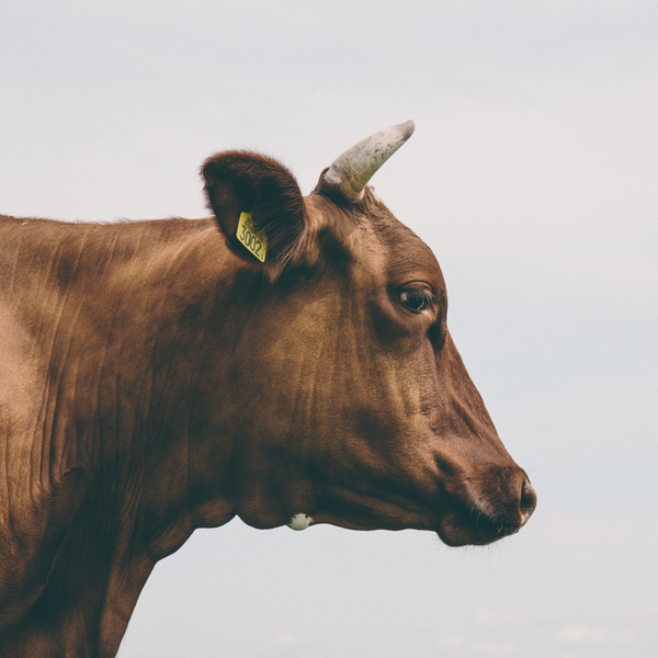 Grass-Fed Beef Tallow