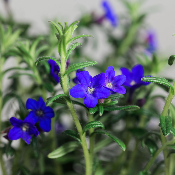 Purple Gromwell Root Extract