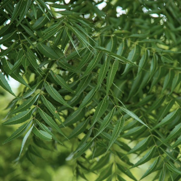 Neem Oil